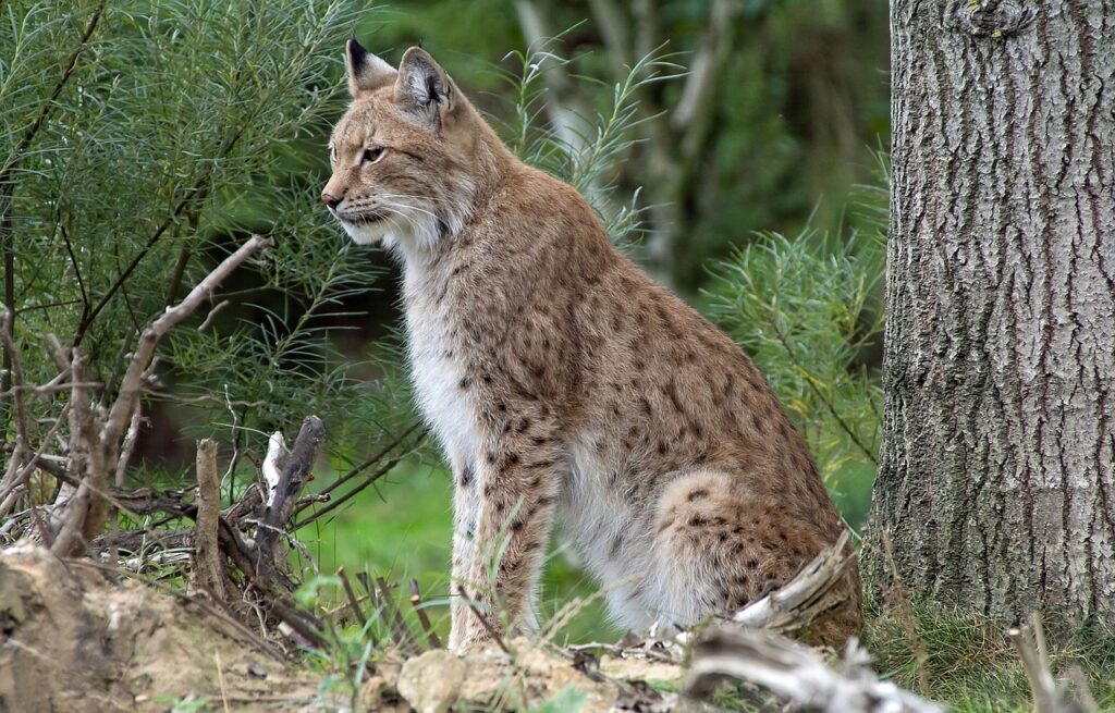 This image has an empty alt attribute; its file name is LynX-1024x655.jpg